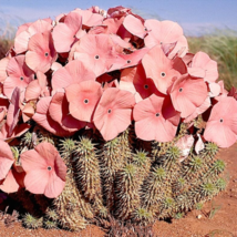 Hoodia gordonii Seed South African Weight Loss Plant - 1 Seeds - $7.42