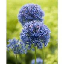 Allium Miniature Azureum Caeruleum 10 bulbs per order - £7.57 GBP