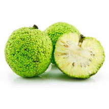 10 Seeds Osage Orange edge Apple Tree maclura pomifera monkey balls Bois - £23.40 GBP