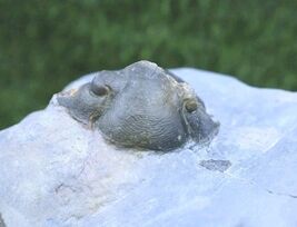 Trilobite Paralejurus trilobite fossil Devonian trilobite from Moroccan ... - $58.41