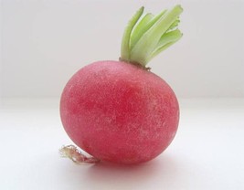 USA SELLER 2000 Crimson Giant Radish Raphanus Sativus Vegetable Seeds Fast Shipp - $14.60