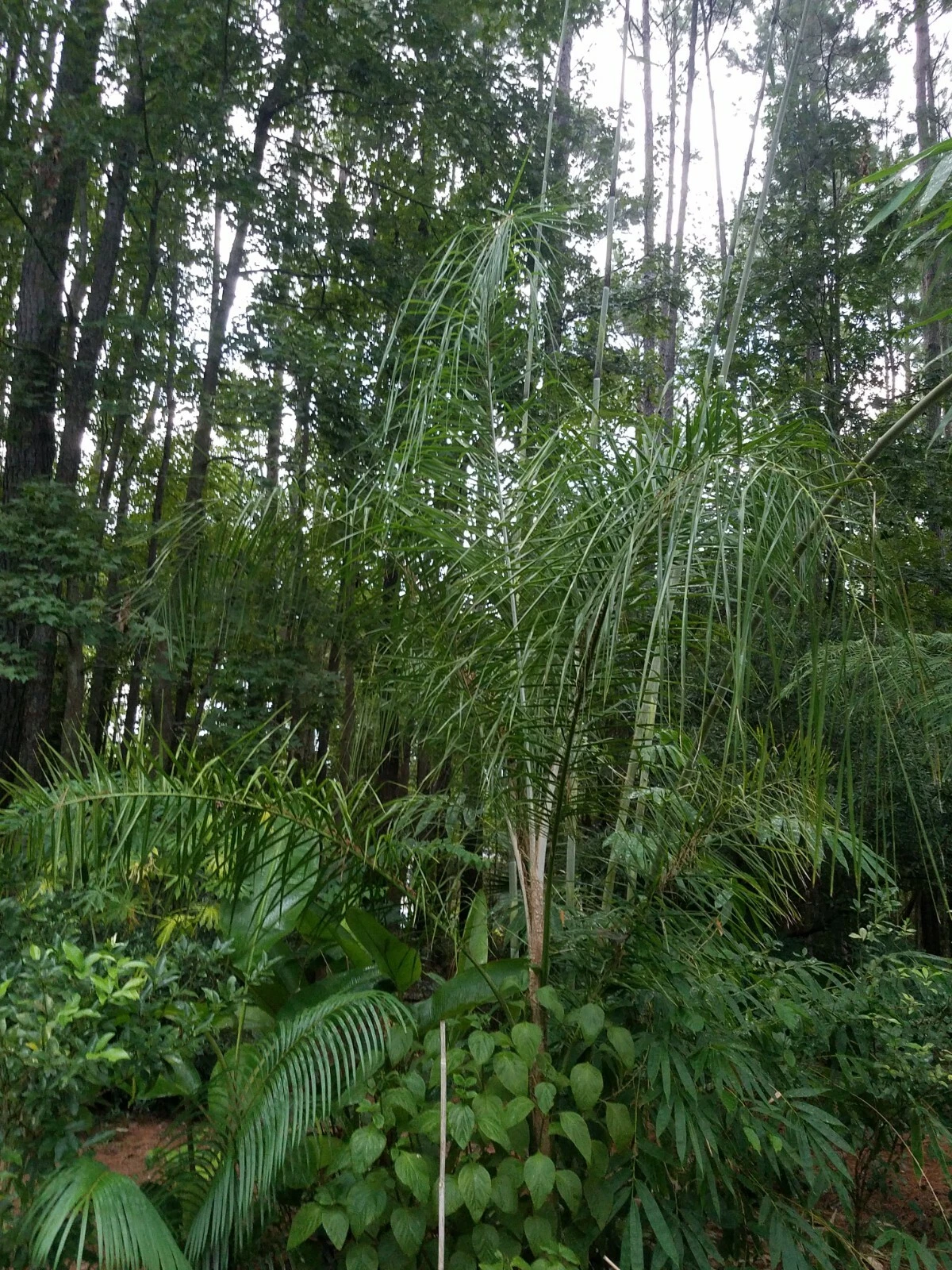 Syagrus romanzoffianum COLD HARDY QUEEN PALM Seeds! - $16.42