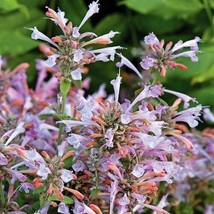 Gun-el 50 Arizona Sunset Agastache Flower Seeds Perennial - $10.00