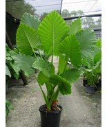 Alocasia - &#39;Portora&#39; - Elephant Ear Live Plant - £37.83 GBP