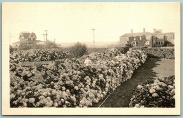 Hydrangeas Flower Garden Nantucket  MA H Marshall Gardiner UNP DB postcard J5 - £11.82 GBP