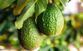 Avocado Tree Seeds, 2 Fresh Seeds, Persea Americana, Fruit, Houseplant, Organic  - $13.95