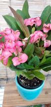Euphorbia Milii Crown of Thorns (Pink Flower) Live Plants - $105.99