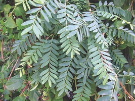 Chloroxylon swietenia leaf twig thumb200