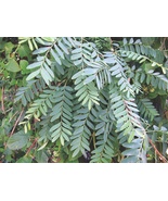 25 Ceylon Satinwood Seeds , Buruta Tree Seeds,Chloroxylon swietenia Seeds - £4.71 GBP
