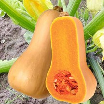 Fresh New Winter Squash Bugle Improved Butternut Seeds Vegetable Seeds USA Selle - £12.54 GBP