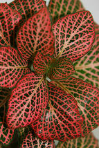 Live Plant Red Veined Nerve House Plants Indoor Garden Best Gift - Garden - £39.15 GBP