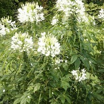 Grow In US 200 Seeds Cleome White Queen Spider Plant Fall Planting Pollinators  - £8.00 GBP