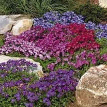 50 Seeds Aubrieta Royal Mix Rock Cres Quick Garden Fix With Heirloom - $8.35