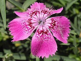 Dianthus callizonus 1 thumb200