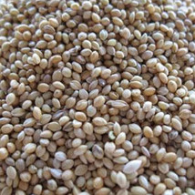 Ship From Us German Golden Millet Seeds - 2 Lb Pack Seeds - Whole - NON-GMO TM11 - £71.93 GBP