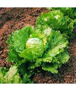 MBK Lettuce Iceberg Large Head 500 Seeds Sweet Crisp Lettuce Fast Ship - $403.88 MXN