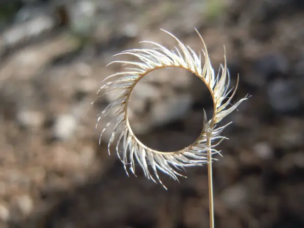 Top Seller 1000 Blue Grama Grass Gramma Bouteloua Gracilis Flower Mosqui... - $14.60