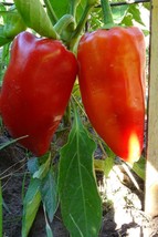 Ajvarsky pepper -  thick-walled and delicious pepper form Macedonia - £3.91 GBP