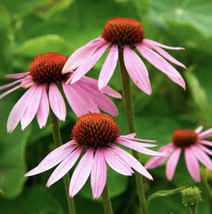 Purple Coneflower Seeds Echinacea Flower Perennial 50 SeedsFrom US  - $8.35