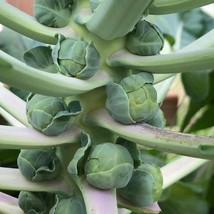 Long Island Improved Brussels Sprouts Seeds Organic US Fast Shipping - $37.22 MXN