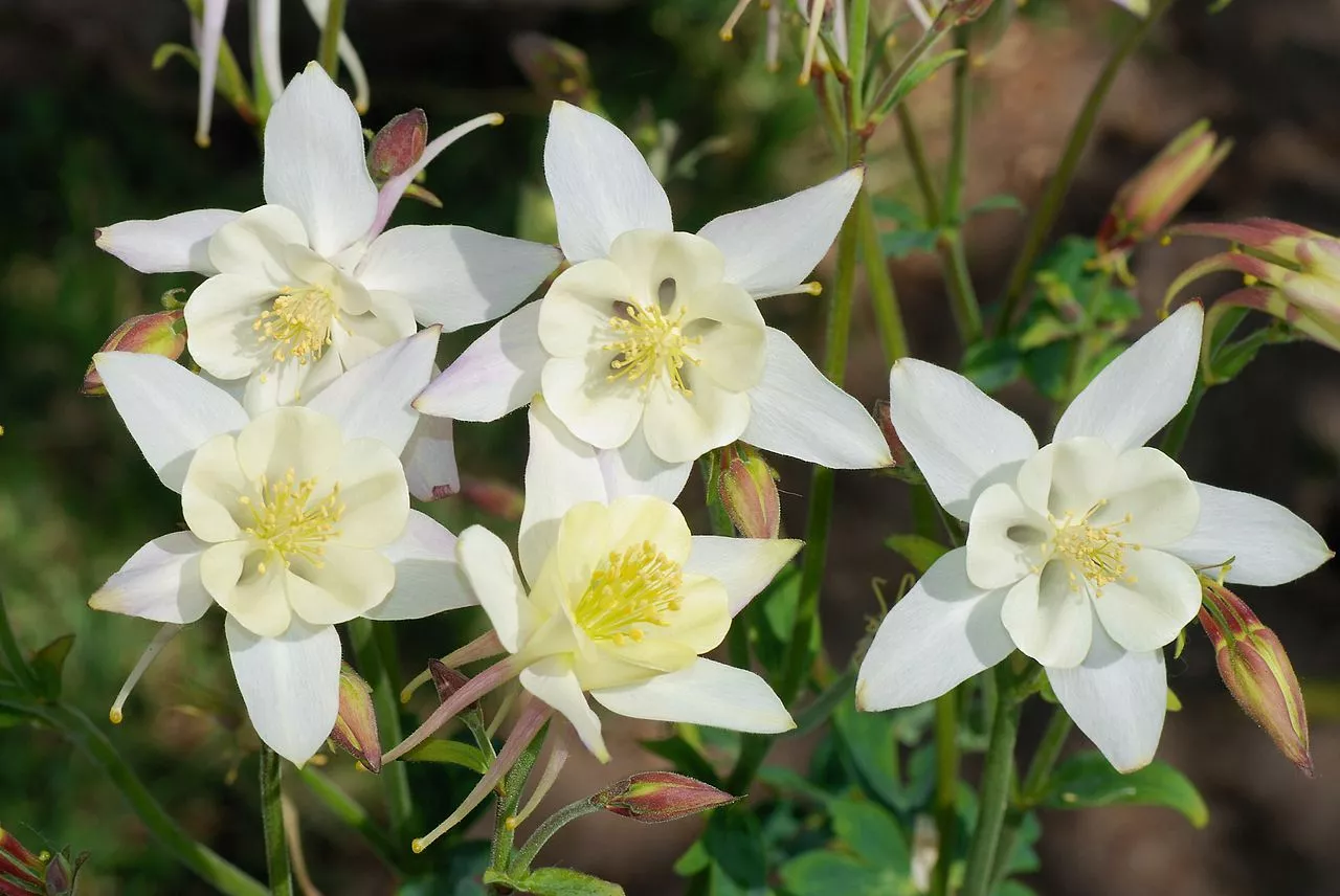 30 Seeds Columbine Aquilegia Star White Perennial Deer Resistant Flower - £7.70 GBP