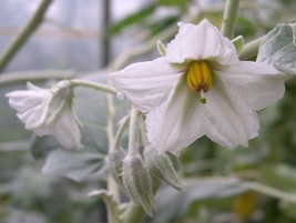 New Fresh Seeds Solanum Marginatum Purple African White Margined Nightshade 50 S - £19.51 GBP