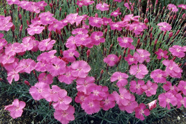 Dianthus Gratianipolitanus Cheddar Pinks Seeds Fresh USA Fast Shipping - $14.98