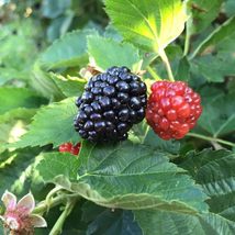 Live Plant - Blackberry - &#39;Ouachita&#39; thornless - Rubus ouachita - £27.51 GBP