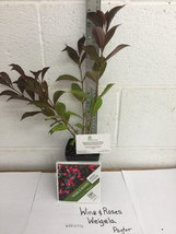 WINE & ROSES® Reblooming Weigela PP#10772 image 2