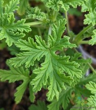 Fresh 25 Citrosa (Mosquito Repellent) Geranium Seeds for Garden - $7.96