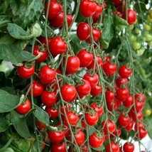 50 Seeds Tomatoberry Garden Tomato Vegetable Garden Edible Canning Fresh Seeds - £8.10 GBP