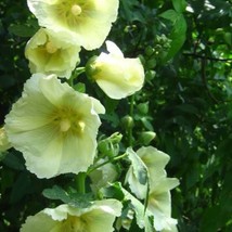 US Seller 25 Yellow Hollyhock Alcea Rosea Flower Seeds Fast Shipping - $13.80