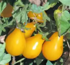 50 Seeds Beam&#39;S Yellow Pear Tomato Juicy Tomatoe Vegetable Edible Food Fresh Gar - £7.32 GBP