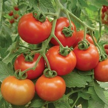 50+ Seeds Sweet Cluster Tomato Tomatoe Vegetable Garden Edible Canning F... - £6.89 GBP