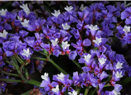 Purple Statice / Sea Lavender Flower 50 Seeds - £7.85 GBP
