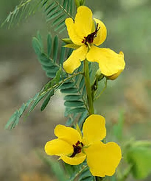 Sale Partridge Pea Cassia Fascuculata 50 Seeds USA - $9.80