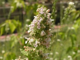 1000 Heirloom Catnip Nepeta Catara Herb Flower Seeds Garden Fresh USA Store - £9.33 GBP