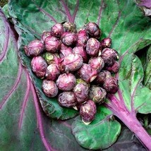 BRUSSELS SPROUT RED RUBINE, 50 SEEDS R - $304.51 MXN