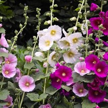 50 Indian Spring Hollyhock Flower Seeds US Seller Fast Shipping - £5.44 GBP