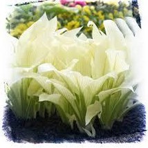 White Feather Hosta Mature Plant Unique Rare Live Plant Large Great Gift - £17.58 GBP