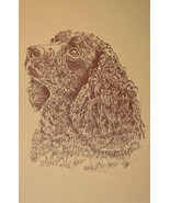 American Water Spaniel Dog Art Word Drawing 40  Kline Draws Dogs Name Fr... - £40.02 GBP