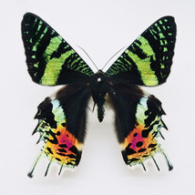 Dried Butterfly Taxidermy Bugs Collecting Real Insect Gifts for Him - $31.98