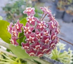Hoya Pubicalyx Mottledsilver Leaf Live Plant Wax Plant Tropical Vine 5 I... - $15.98