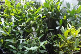 50 Large Red Mangrove Plants Big W/ Roots &amp; Leaves Salt / Fresh Aquarium - £56.23 GBP