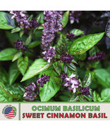 500 Sweet Cinnamon Basil Seeds Ocimum Basilicum Culinary Herb Ornamental... - $4.90