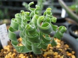 Spring grass Succulents plant Grass, 200 seeds - $12.19