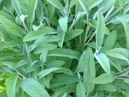 Yuga89 Store Sage Broadleaf Seeds 50 Ct Herb Garden Non-Gmo Aroma Perennial - £4.60 GBP