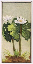 Cowan Co Toronto Card Blood Root Wild Flowers Of Canada - £7.78 GBP
