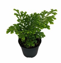 2.5&quot;Pot Frosty Fern Live Plant Spike Moss Exotic Selaginella Easy to Grow Indoor - £35.30 GBP