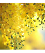 PSA Cassia Fistula Golden Rain Tree Tree Seeds Spectacular Golden Flower... - $266.83 MXN